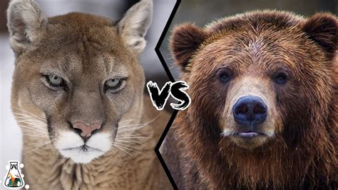 Sep 20, 2004. . Cougar dip vs grizzly